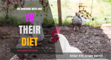 Grit in Chicken Diets: Necessary Mineral or Unneeded Filler?