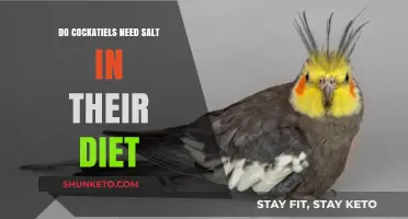 Cockatiel Diet: Do They Need Salt?