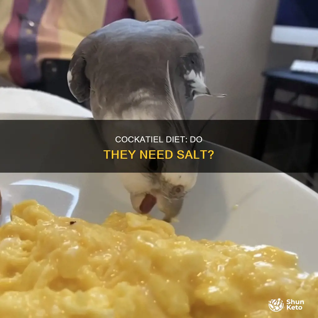 do cockatiels need salt in their diet