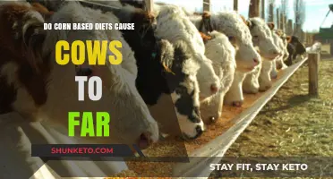Corn-Fed Cows: Fattening Fast or Fiction?