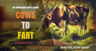 Corn-Fed Cows: The Farting Facts