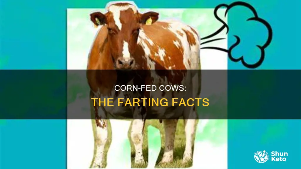 do corn based diets cause cows to fart