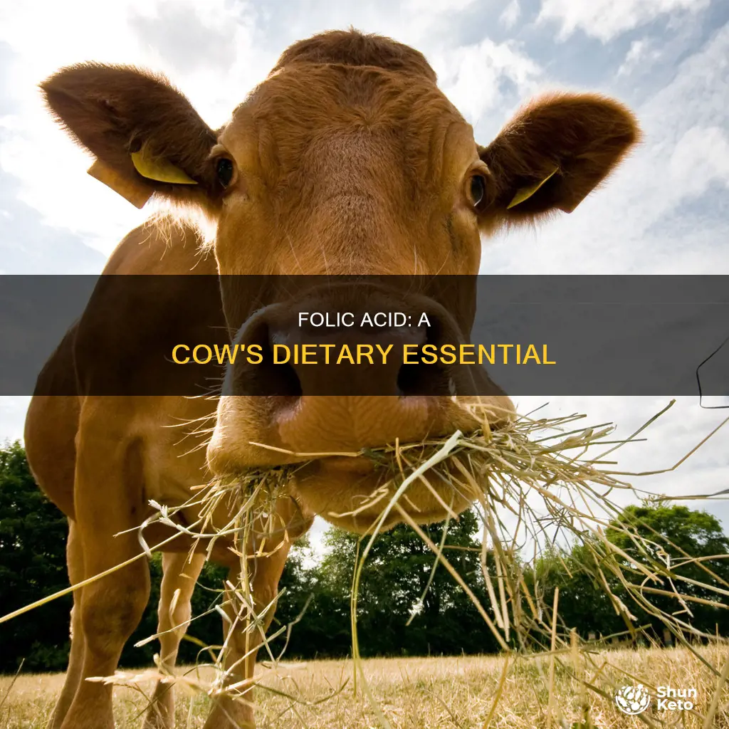 do cows need folic acid in diet