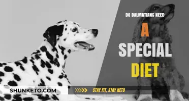 Dalmatians' Special Diet Needs: What You Should Know