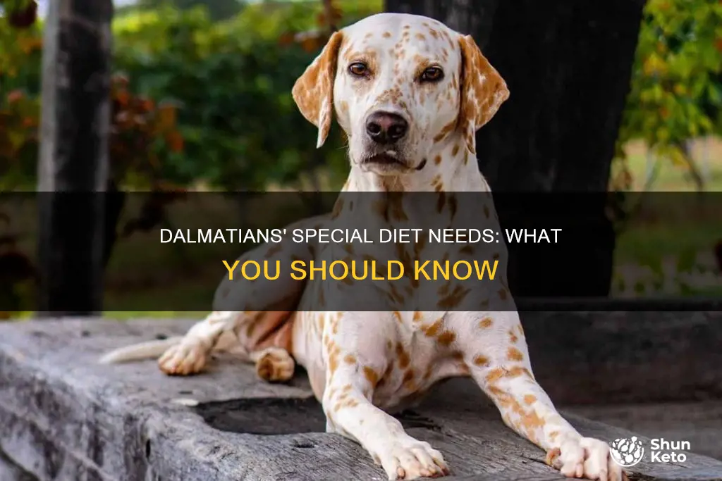 do dalmatians need a special diet