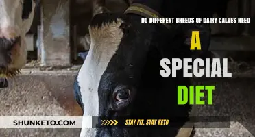 Dairy Calf Diet: Does Breed Matter?
