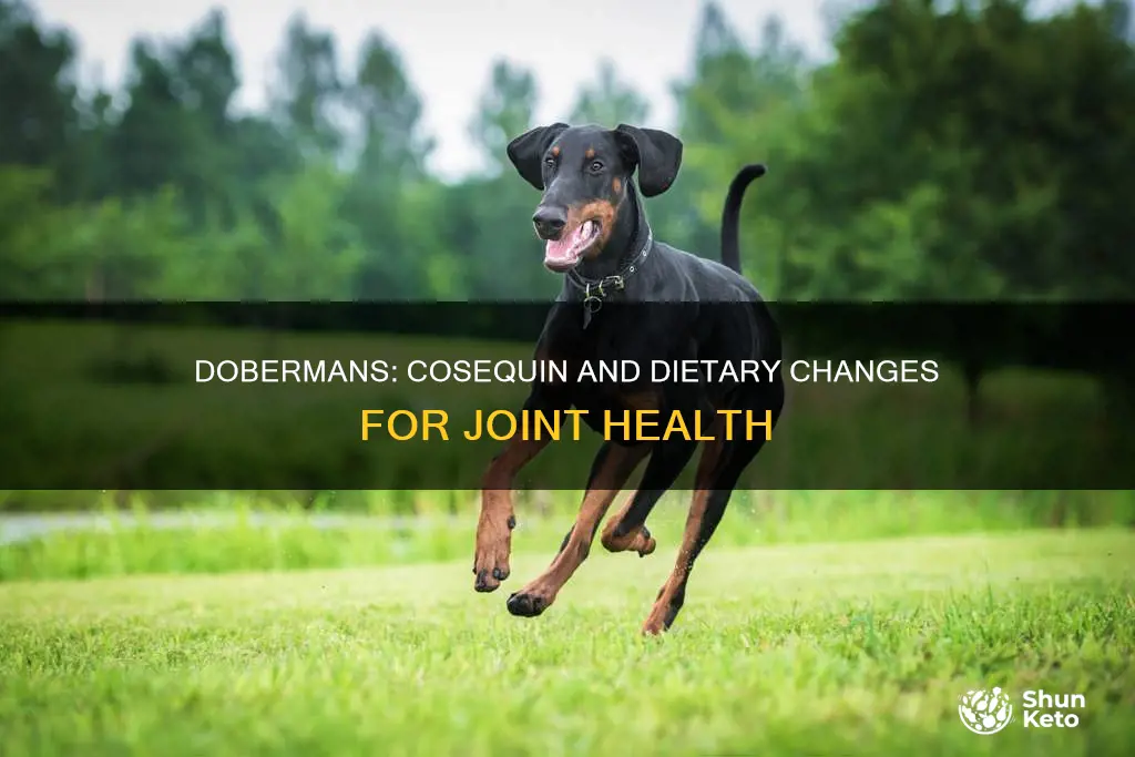 do dobermans need cosequin and new diet