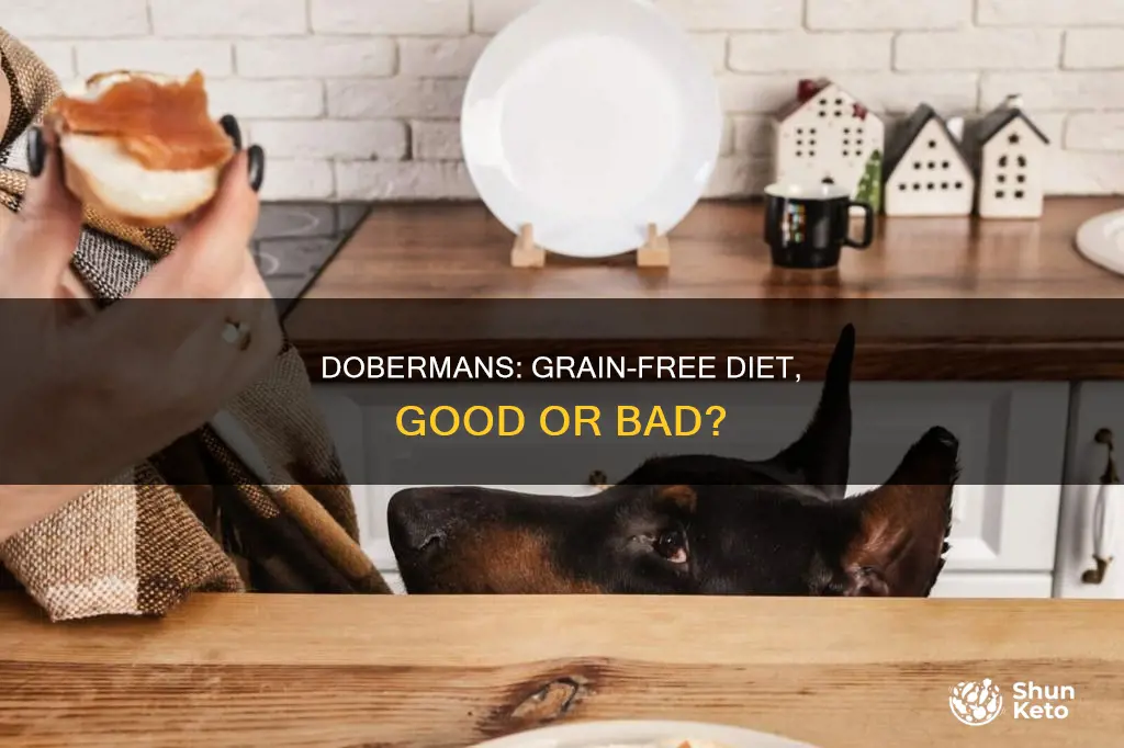 do dobermans need grain in their diet