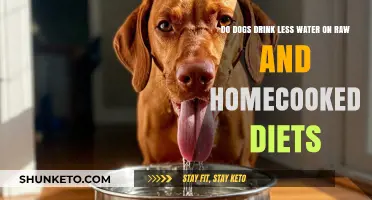 Hydration: Raw Diets and Water Intake in Dogs