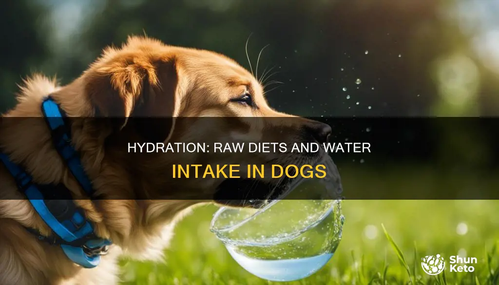 do dogs drink less water on raw and homecooked diets