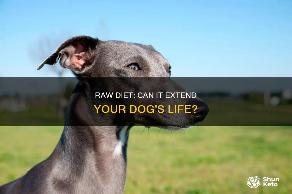 do dogs live longer on a raw diet