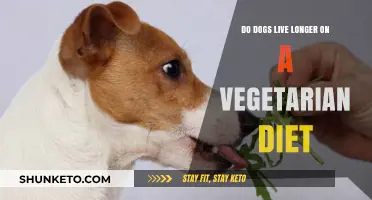 Vegetarian Diets: Do They Help Dogs Live Longer?