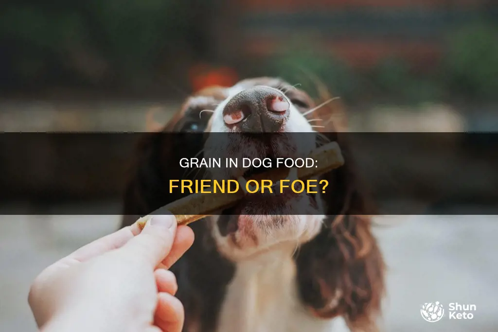 do dogs need grain in tbeir diet