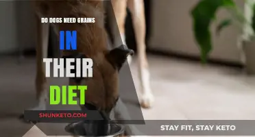 Grains in Dog Food: Necessary or Not?