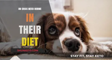 Iodine for Dogs: A Necessary Dietary Addition?