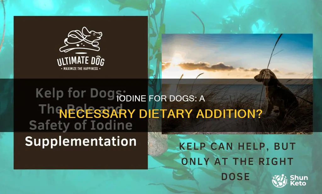 do dogs need iodine in their diet