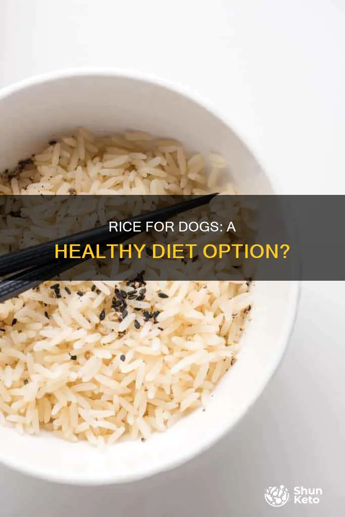 do dogs need rice in their diet