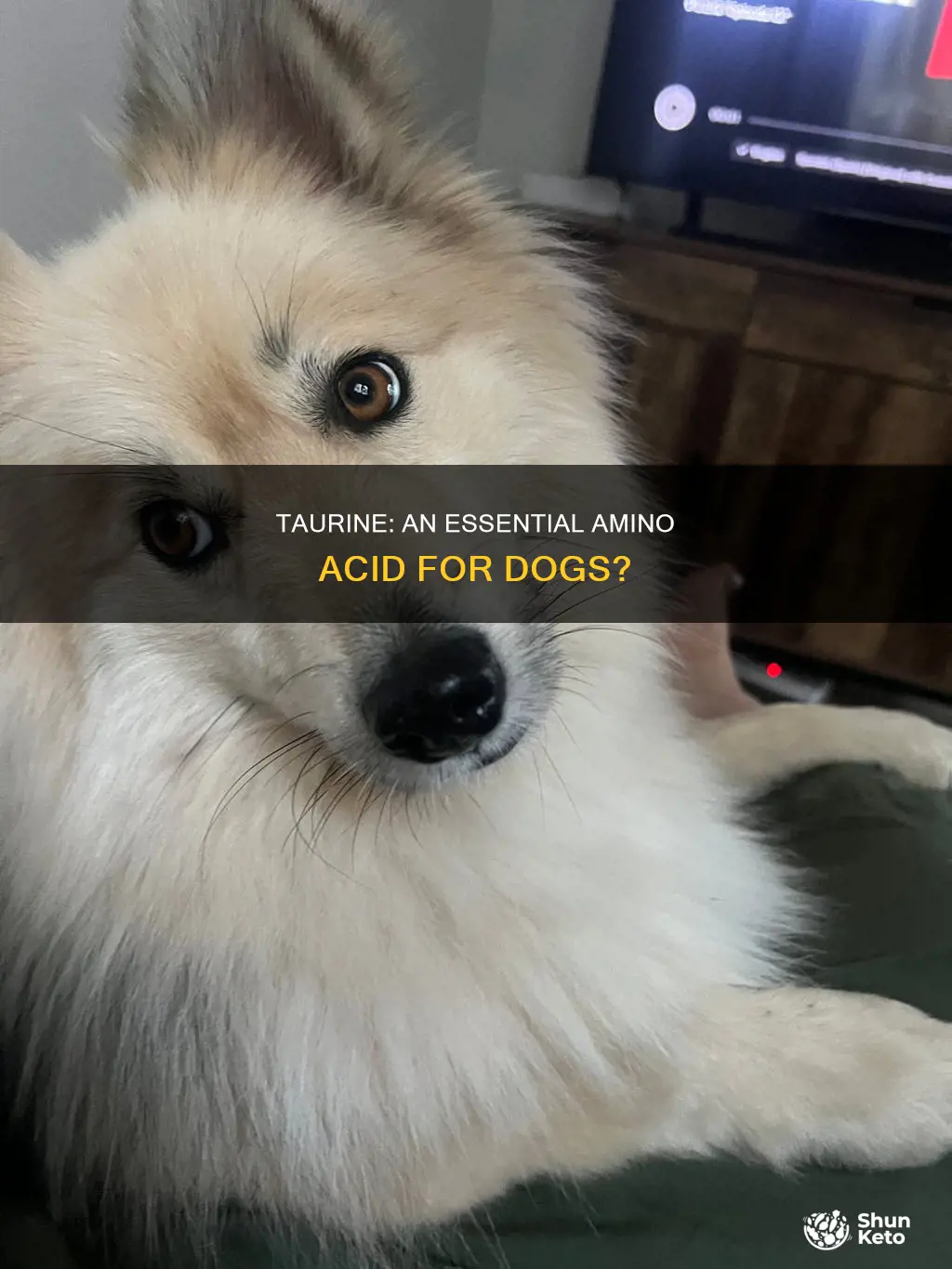 do dogs need taurine in their diet