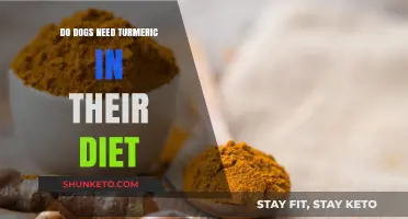 Turmeric for Dogs: A Healthy Diet Addition?