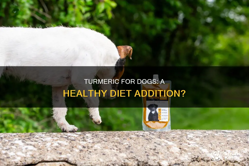 do dogs need turmeric in their diet
