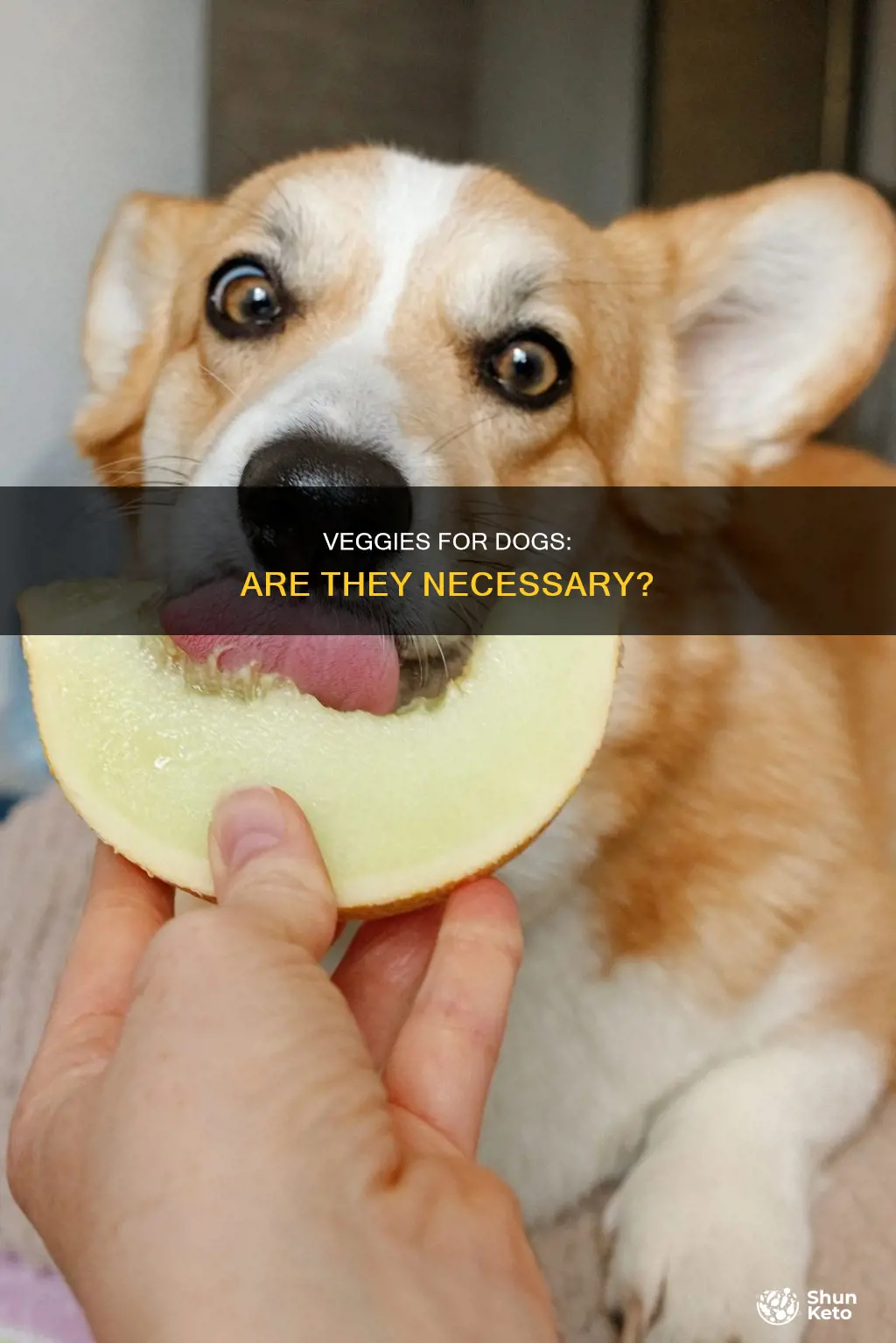 do dogs need veggies in their diet