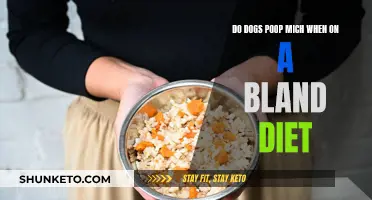 Bland Diet Poop: Do Dogs Get Constipated?
