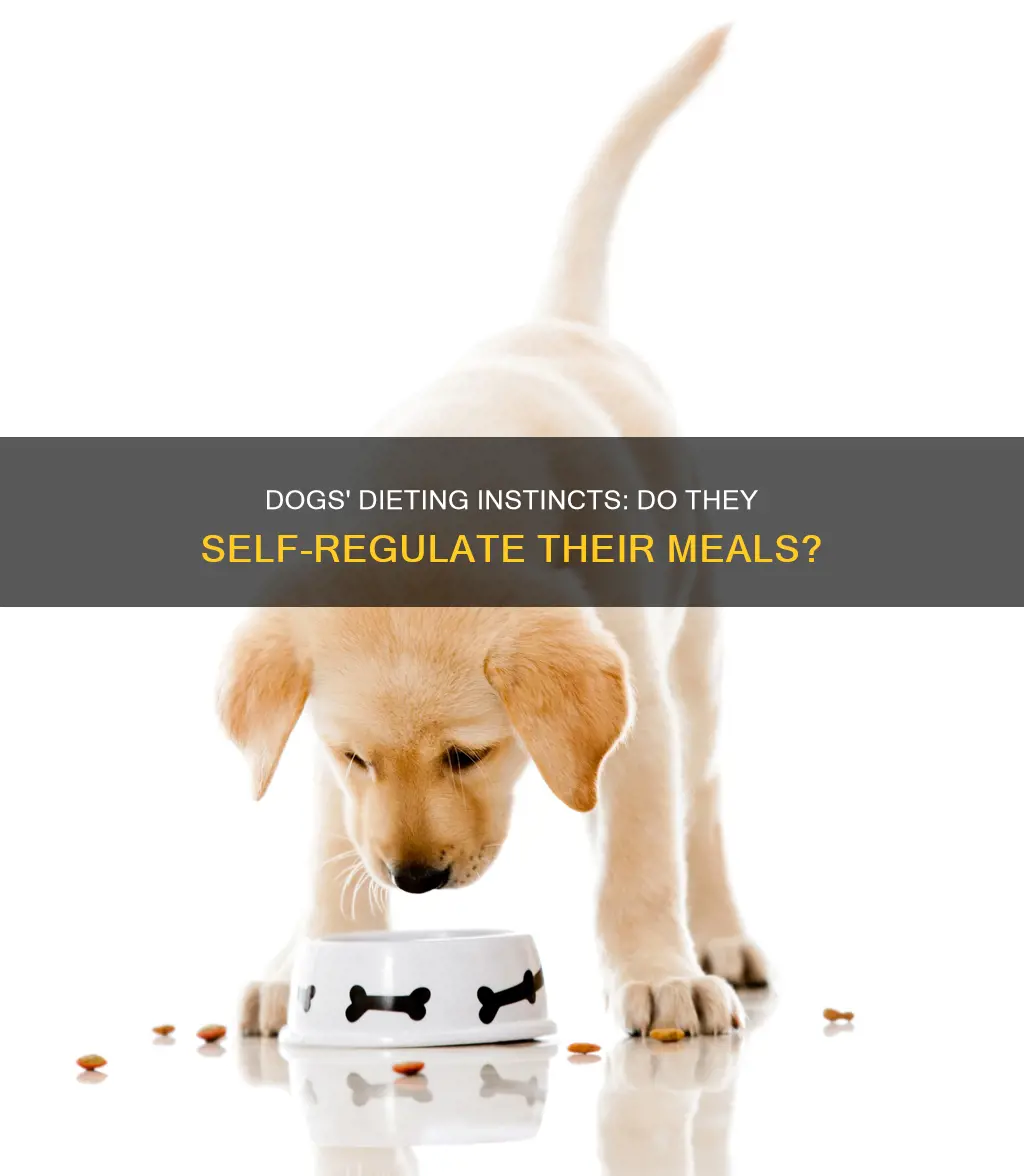 do dogs put themsleves on a diet