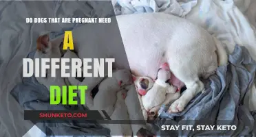 Pregnant Pooches: A Special Diet Needed?