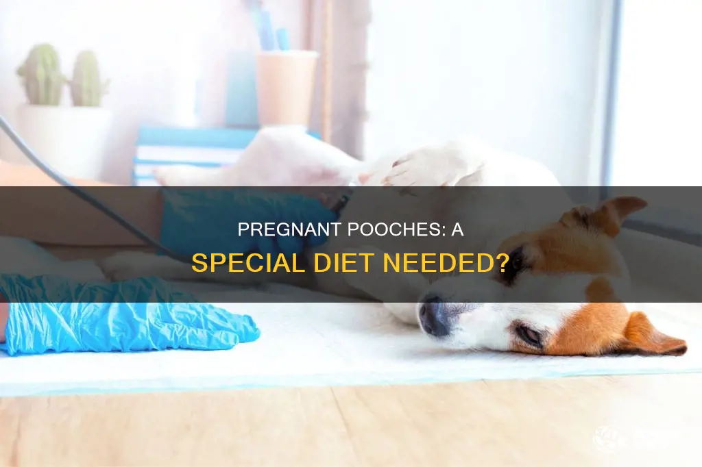 do dogs that are pregnant need a different diet