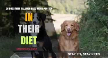 Allergic Dogs: Do They Need Extra Protein?