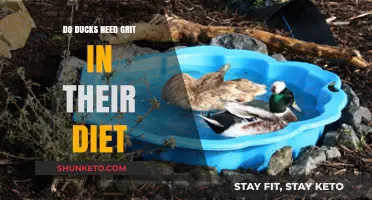 Grit: Essential Duck Dietary Supplement?