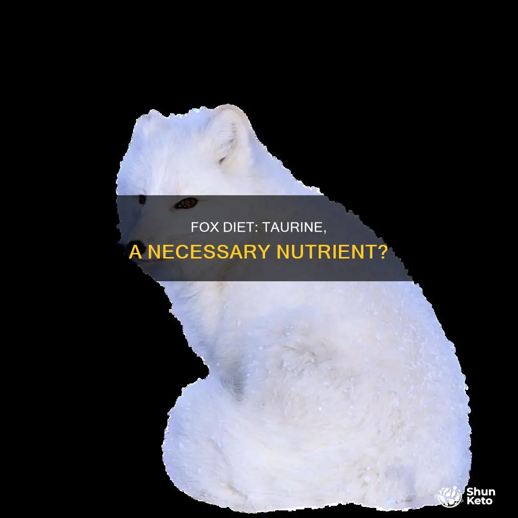 do foxes need taurine in their diet