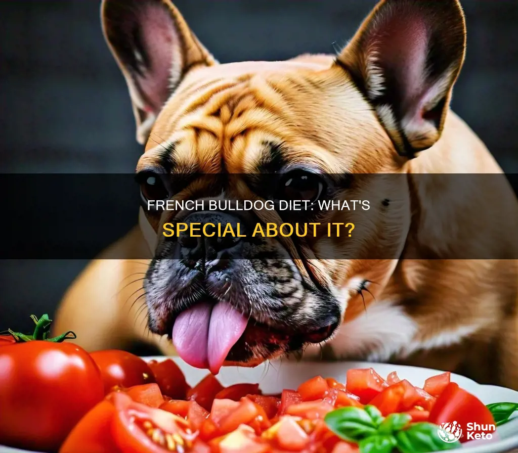 do french bulldogs need a special diet