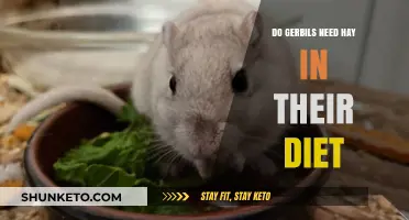 Gerbils and Hay: A Necessary Dietary Addition?