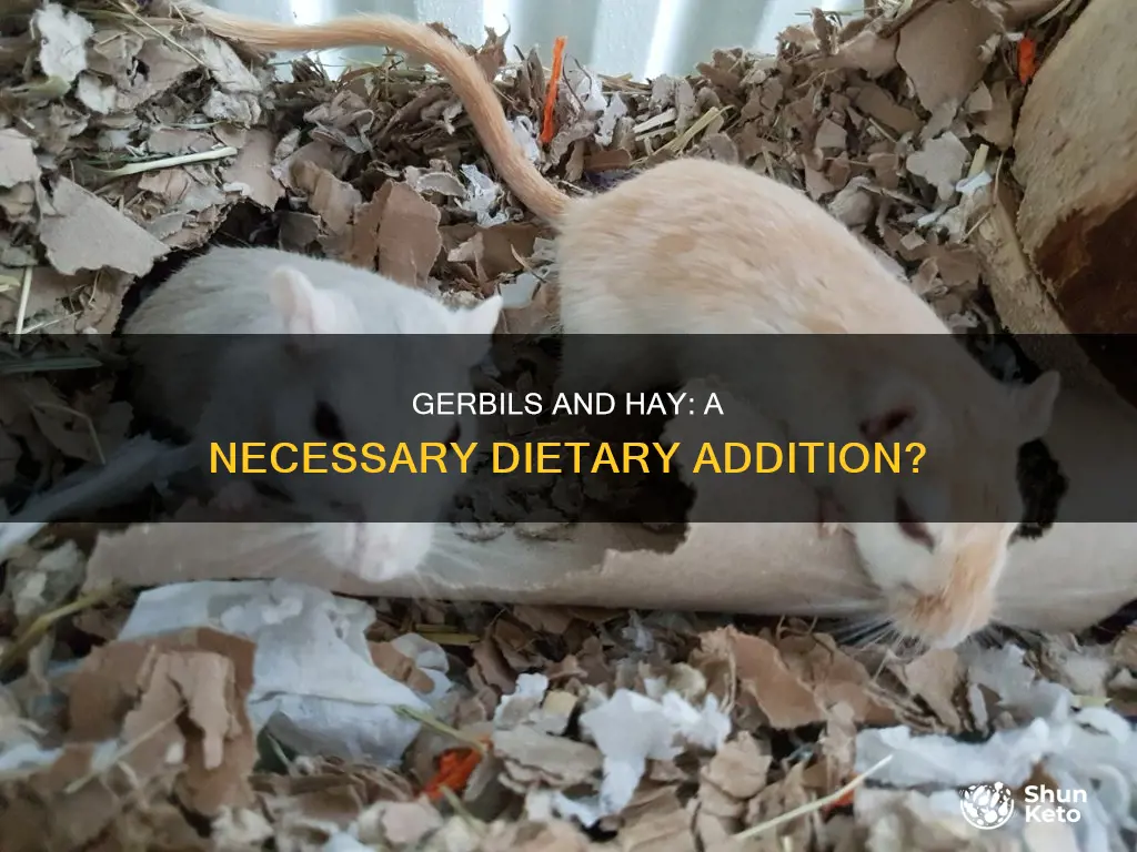 do gerbils need hay in their diet
