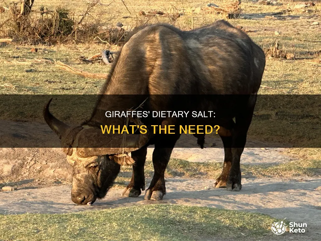 do giraffes need salt in their diet
