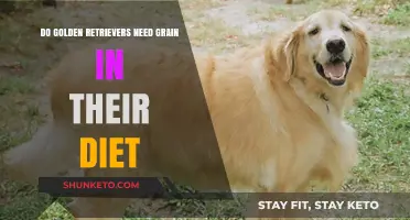 Golden Retriever Diet: Is Grain Necessary?