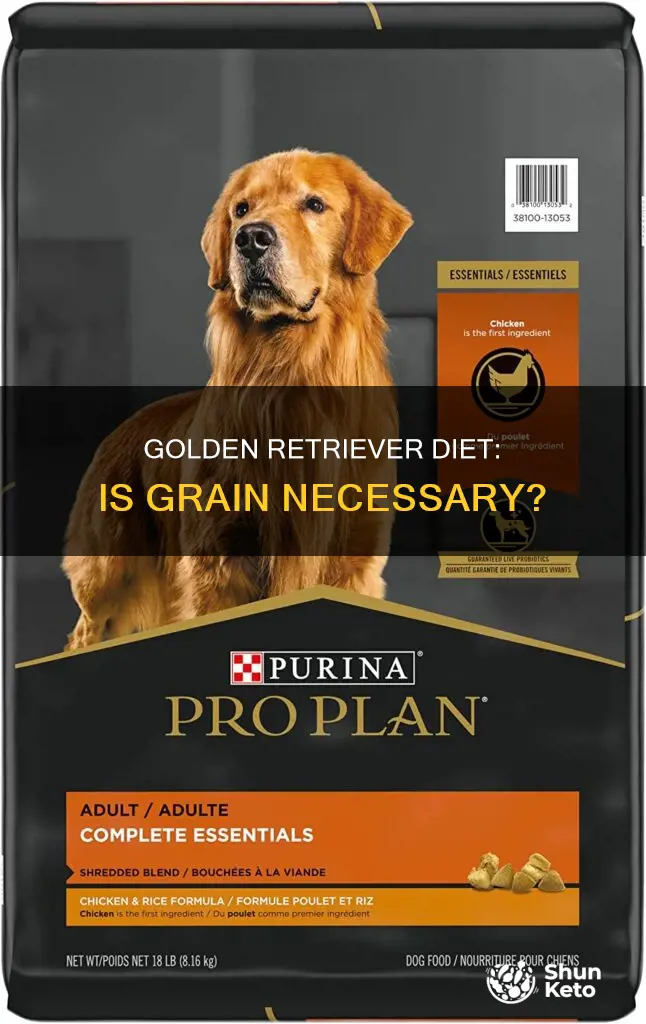 do golden retrievers need grain in their diet