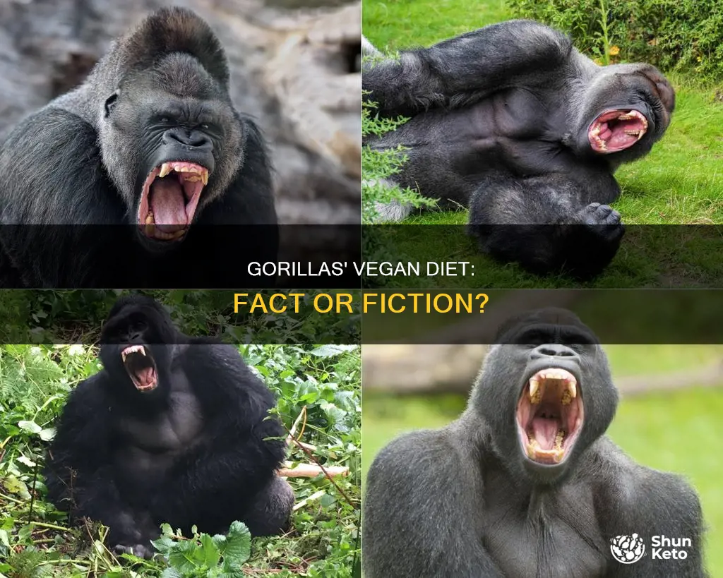 do gorillas have a vegan diet