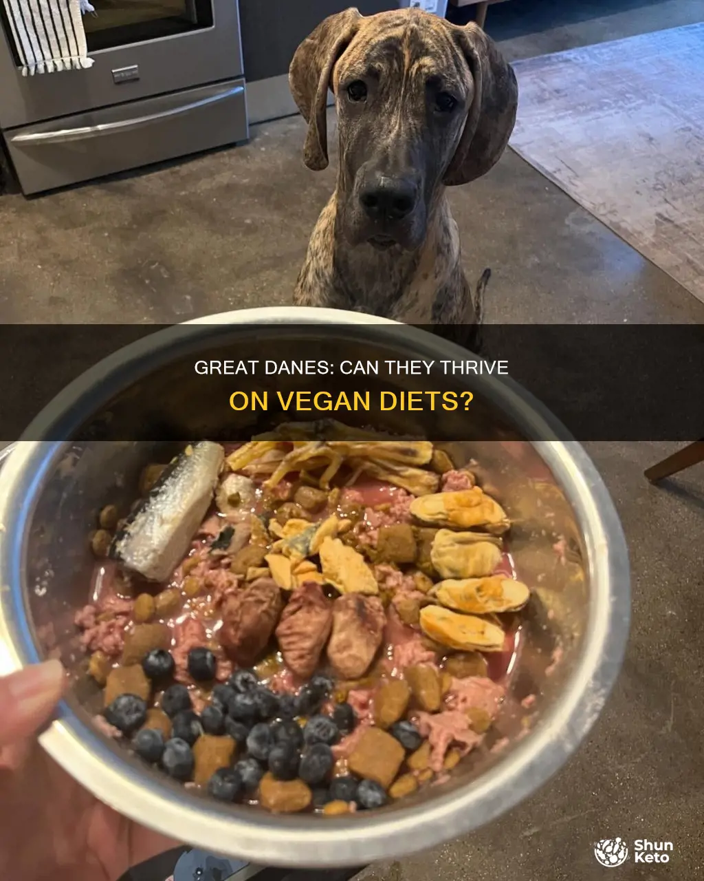 do great danes have to follow a vegan diet