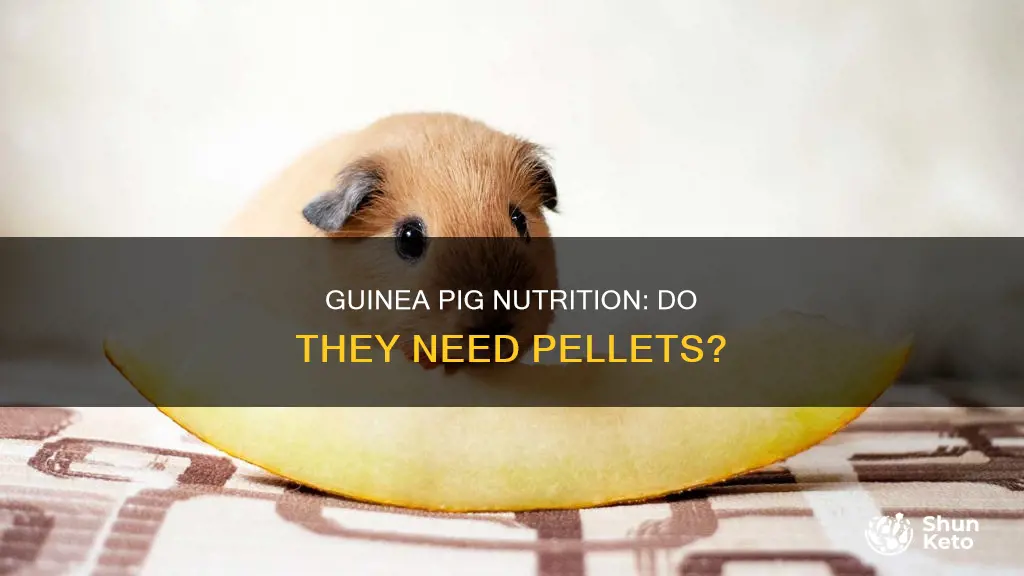 do guinea pigs need pellets in their diet