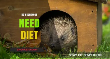 Hedgehogs' Diet: What They Need to Eat