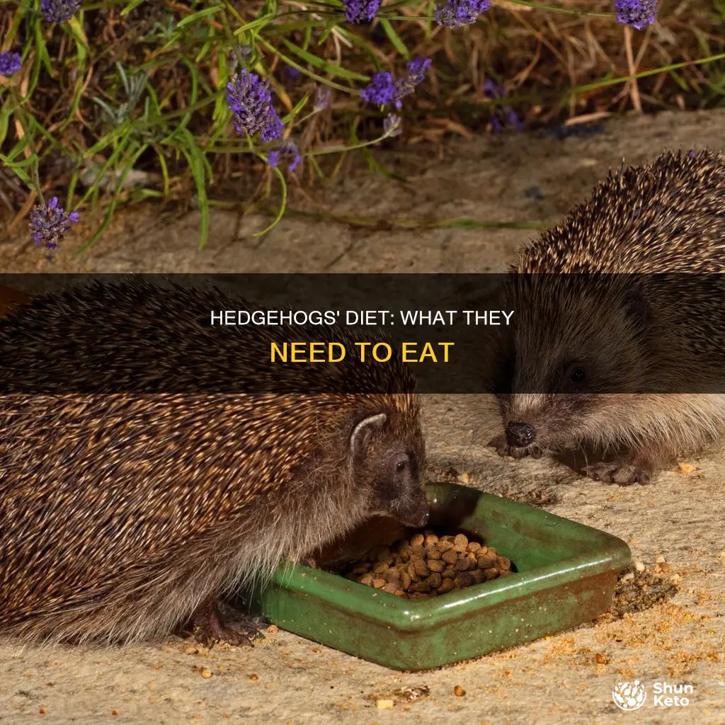 do hedgehogs need diet