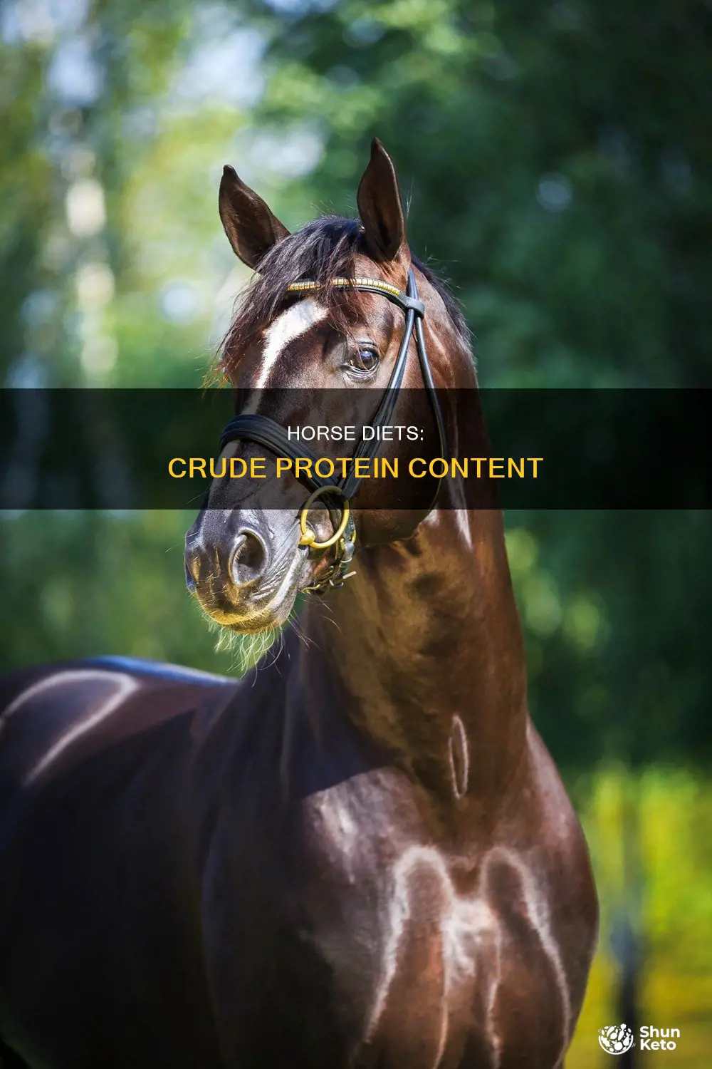 do horses need more crude protien or less in diet