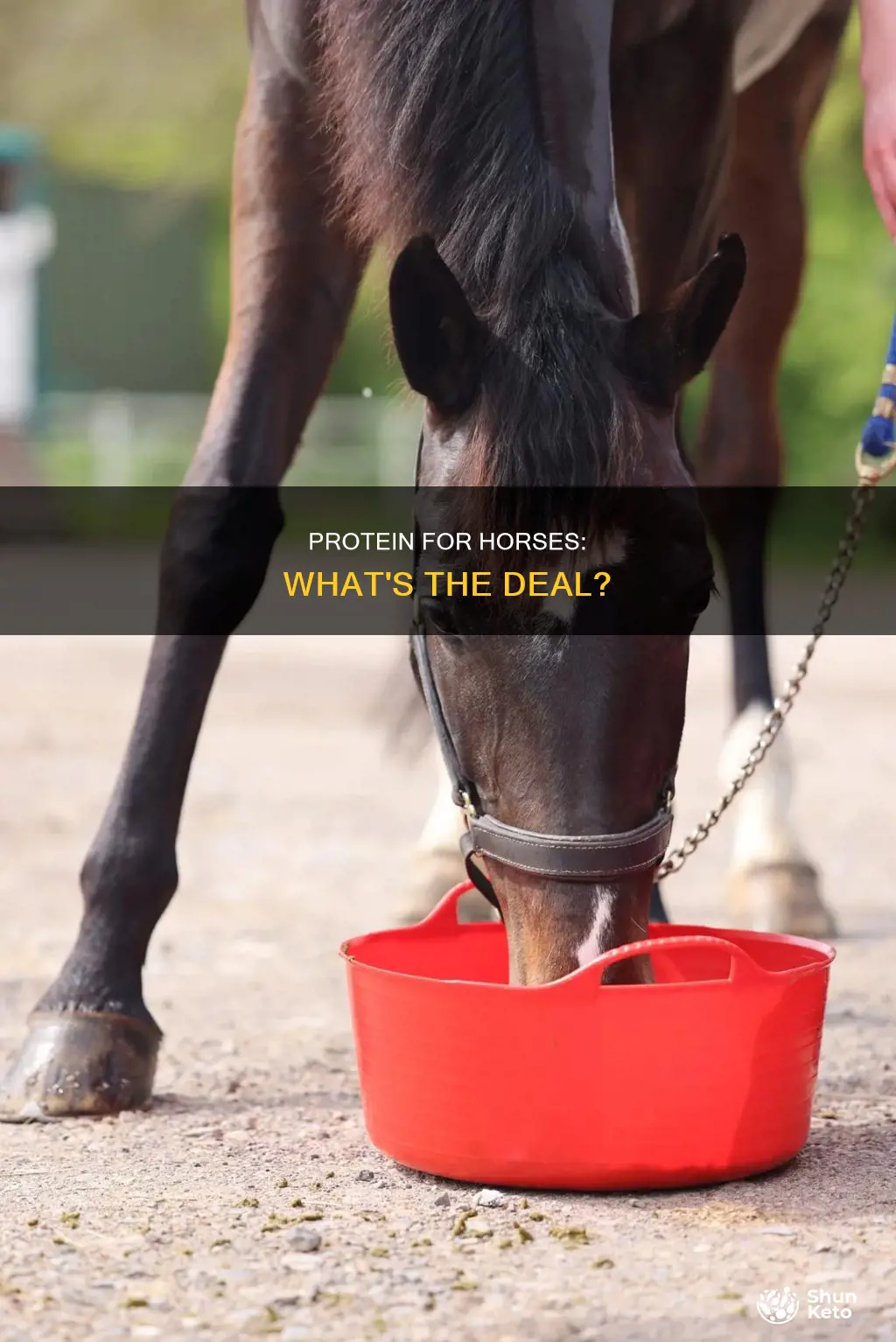 do horses need protein in their diet
