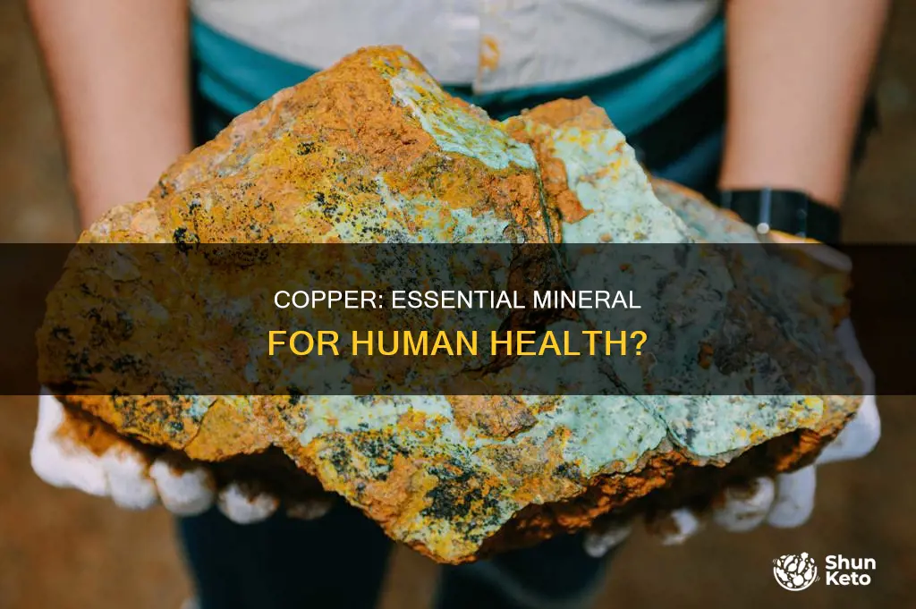 do humans need copper in their diet