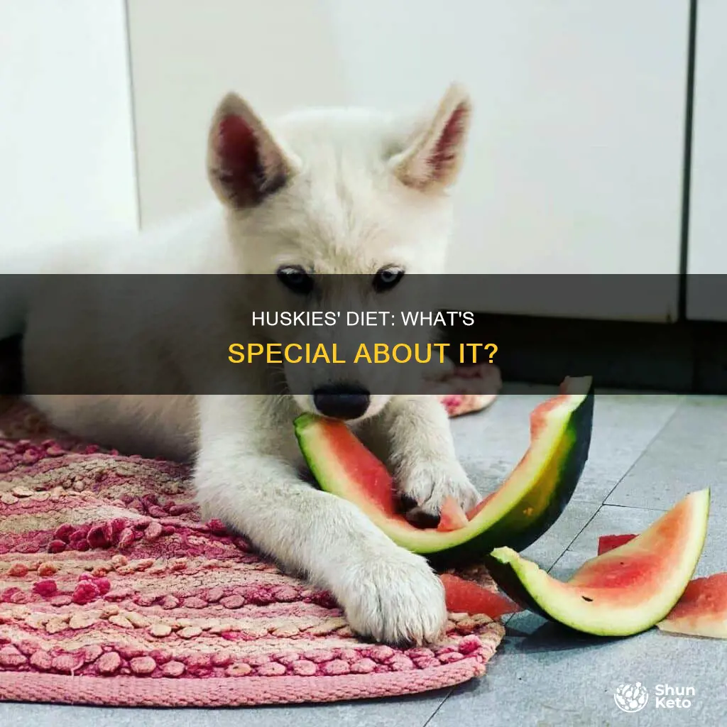 do huskies need a special diet
