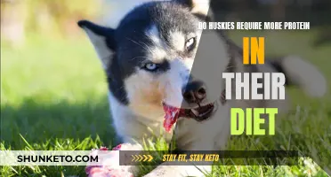 Protein-Rich Diets: Are They Necessary for Huskies?