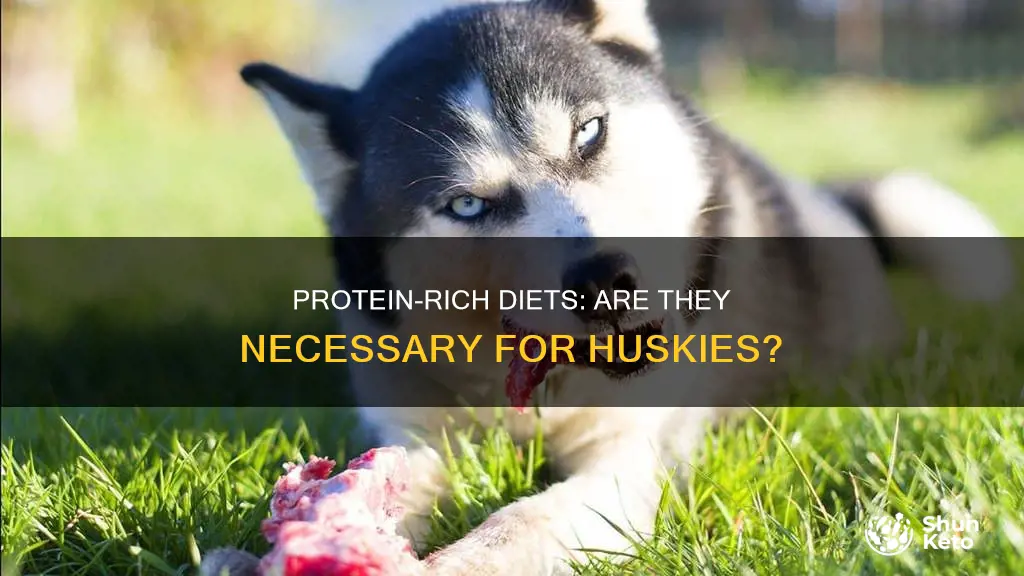 do huskies require more protein in their diet
