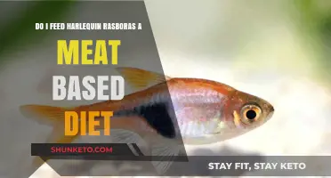 Harlequin Rasboras: Meat-Based Diet, Yay or Nay?